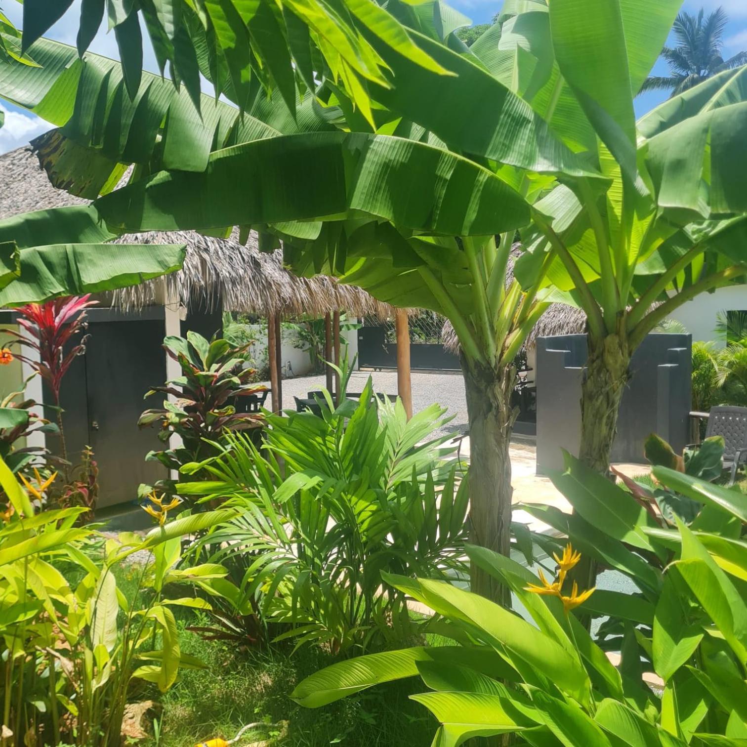 Bungalows Colibri Las Galeras Esterno foto